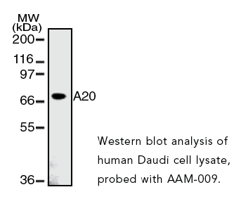 A20 monoclonal antibody (59A426) Western blot