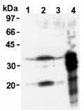 Msx2 monoclonal antibody (2E12) Western blot