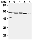 XIAP monoclonal antibody (2F1) Western blot