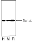 Bcl-xL monoclonal antibody (2H12) Western blot