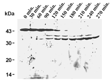 Caspase-9 monoclonal antibody (5B4) Western blot