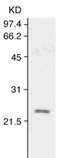 Bax monoclonal antibody (4F11) Western blot