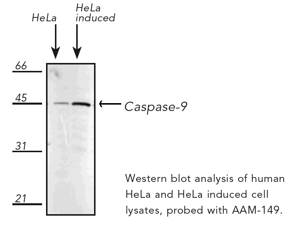 Caspase-9 monoclonal antibody (2-22) Western blot