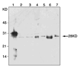 FADD monoclonal antibody (1F7) Western blot