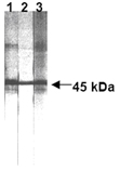 Fas monoclonal antibody (ZB4) Western blot