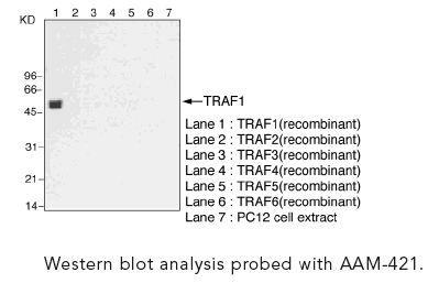 TRAF1 monoclonal antibody (3D4) Western blot