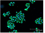 Bak polyclonal antibody Immunofluorescence