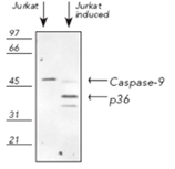 Caspase-9 polyclonal antibody Western blot