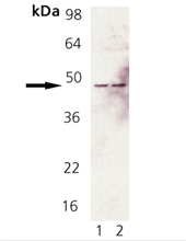 Fas polyclonal antibody Western blot