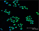 Mcl-1 polyclonal antibody Immunofluorescence