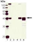 Mcl-1 polyclonal antibody Western blot