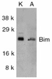 Bim/BOD polyclonal antibody Western blot