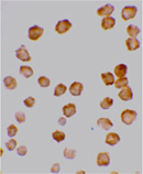 TRAIL-R4 polyclonal antibody Immunocytochemistry