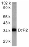 TRAIL-R4 polyclonal antibody Western blot