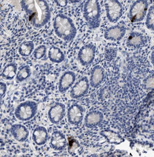 Peptide YY (human) monoclonal antibody (1) Immunohistochemistry