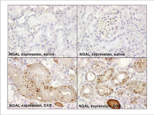 NGAL (rat) monoclonal antibody (8) Immunohistochemistry