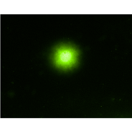 Comet SCGE assay kit Negative control