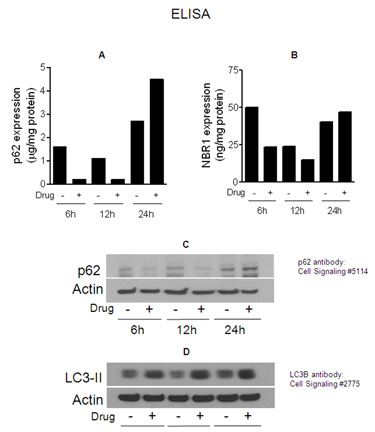 p62 ELISA kit Western blot