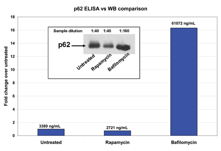 p62 ELISA kit ELISA vs WB
