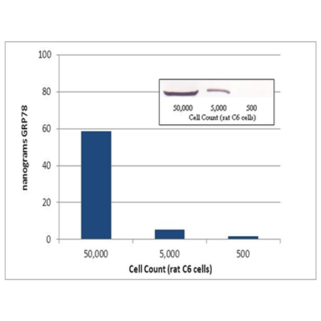 Grp78/BiP ELISA kit Western blot