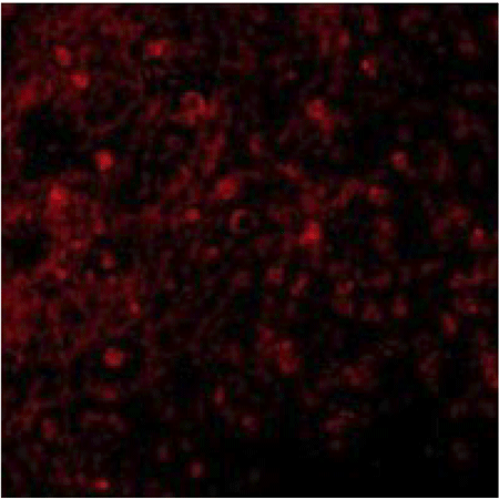 BCMA polyclonal antibody Immunofluorescence