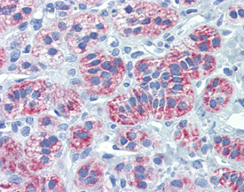 Smac/DIABLO monoclonal antibody (79-1-83) Immunohistochemistry