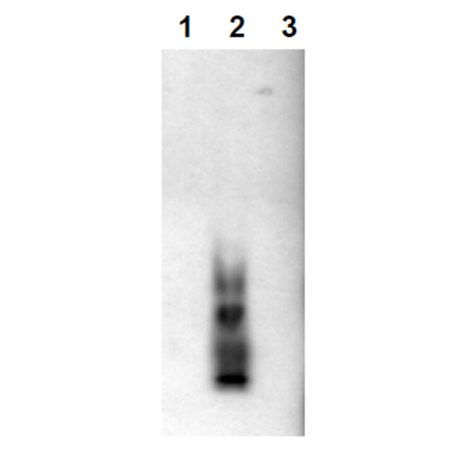 Amyloid β A4 (CT, 1-42) monoclonal antibody (8G7) Western blot