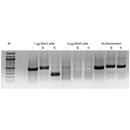 5-Hydroxymethylcytosine polyclonal antibody Immunoprecipitation