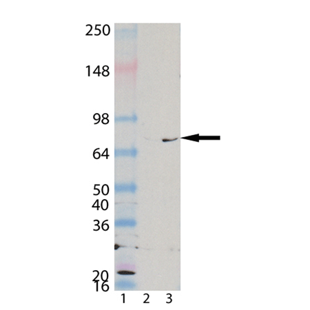 KIM-1 (human) monoclonal antibody (3E3) Western blot