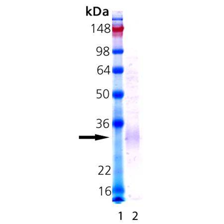 Irisin (human), (recombinant) (active) SDS-PAGE