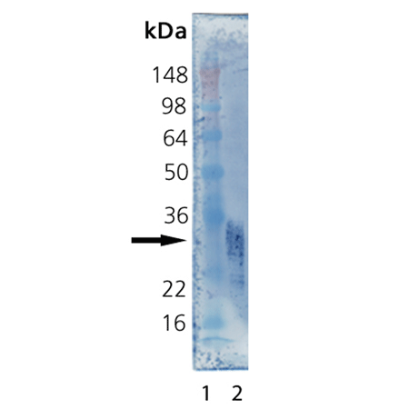 Irisin (human), (recombinant) (active) Western blot