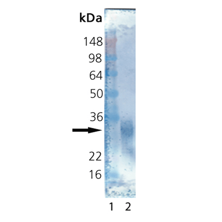 Irisin (human), (recombinant) (active) Western blot