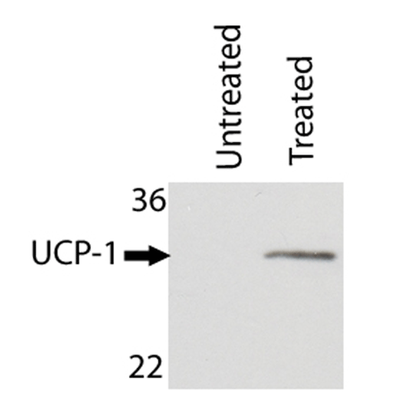 Irisin (human), (recombinant) (active) SDS-PAGE