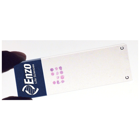 MULTIVIEW® Universal Tissue Microarray slide