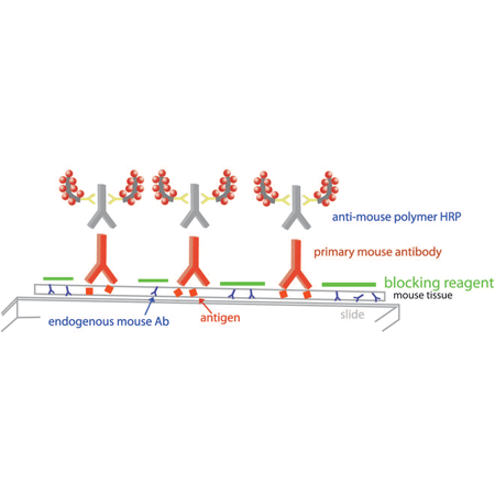 POLYVIEW® (mouse on mouse-HRP) IHC kit schematic