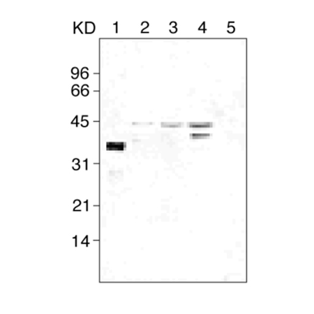 Caspase-4 monoclonal antibody (4B9) Western blot