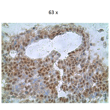 Caspase-8 monoclonal antibody (5F7) Immunohistochemistry