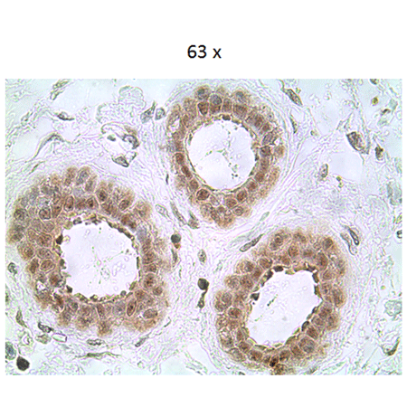 Caspase-8 monoclonal antibody (5F7) Immunohistochemistry