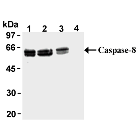 Caspase-8 monoclonal antibody (5F7) Western blot