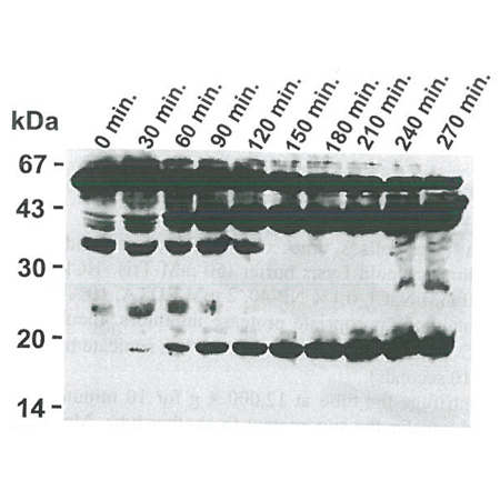 Caspase-8 monoclonal antibody (5F7) Western blot