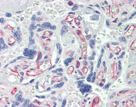 Caspase-7 monoclonal antibody (7-1-11) Immunohistochemistry