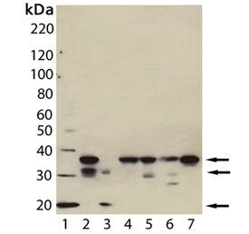 Caspase-7 monoclonal antibody (7-1-11) Western blot