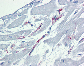 Caspase-9 monoclonal antibody (2-22) Immunohistochemistry