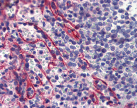 Caspase-9 monoclonal antibody (2-22) Immunohistochemistry