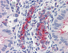 Caspase-9 monoclonal antibody (2-22) Immunohistochemistry