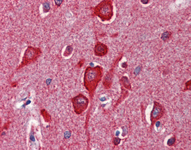 Cytochrome c monoclonal antibody (7H8.2C12) Immunohistochemistry