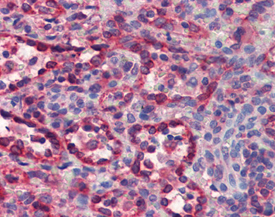 Cytochrome c monoclonal antibody (7H8.2C12) Immunohistochemistry