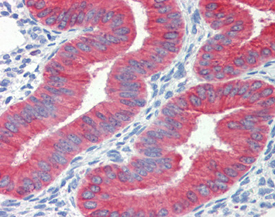 Cytochrome c monoclonal antibody (7H8.2C12) Immunohistochemistry