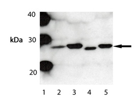 Bak polyclonal antibody Western blot