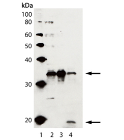 Caspase-3 polyclonal antibody Western blot